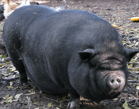 Screen Shot 2011-08-04 at 7.58.51 AM